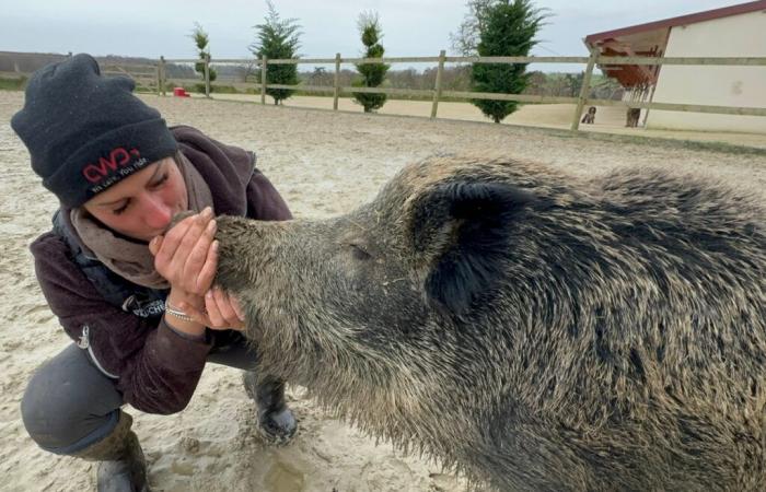 Julien Courbet y RTL se movilizan para ayudar a un jabalí doméstico amenazado de eutanasia