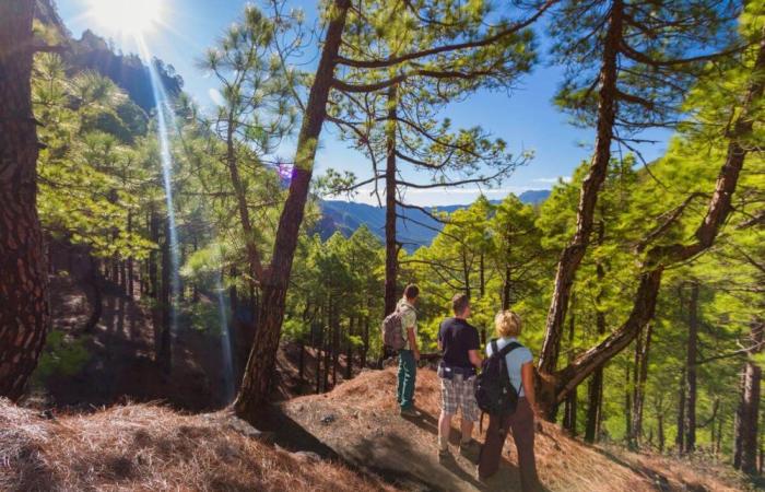 Un 649,4% más de visitas a la web de La Palma tras ‘fusionarse’ con el portal turístico de Canarias