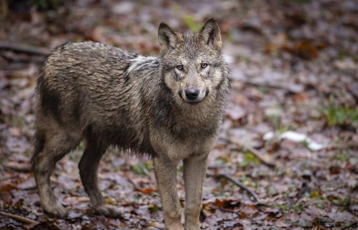 El número de lobos en Francia se estima en 1.013 en 2024