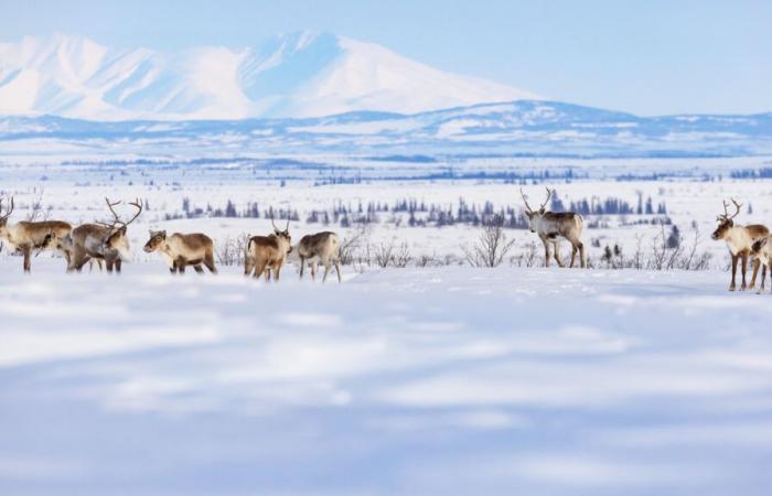 La tundra ártica se convierte en fuente de emisiones de dióxido de carbono