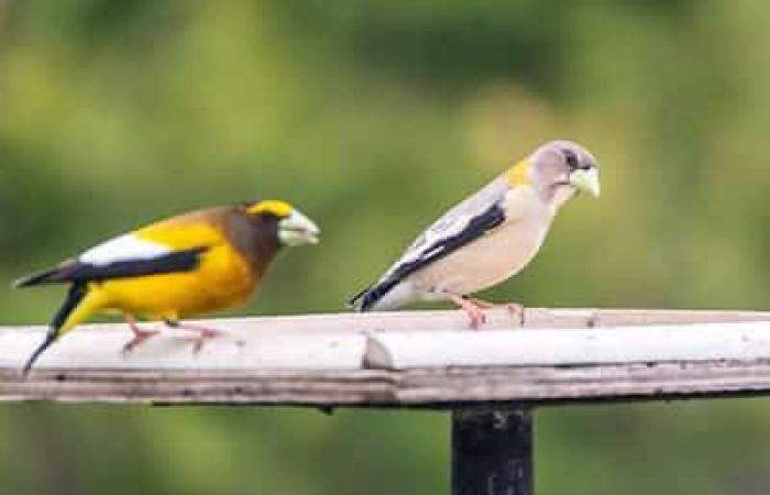 El censo más grande de América del Norte: ¿irás a observar aves en estas fiestas?