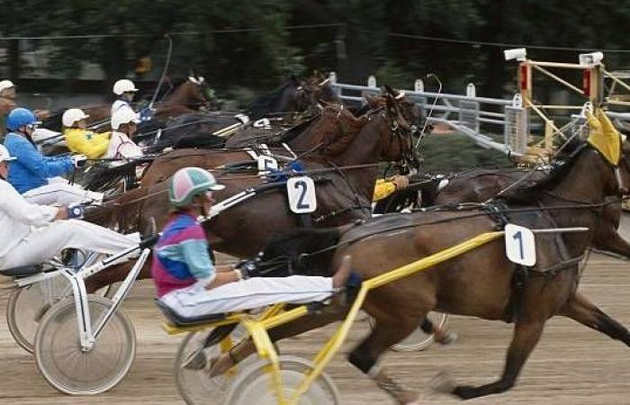 Predicciones de carreras de caballos: los consejos de Hervé Fortin para el quinté del 14 de diciembre