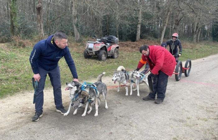 Cientos de perros se reunieron en Le Mans para carreras de trineos