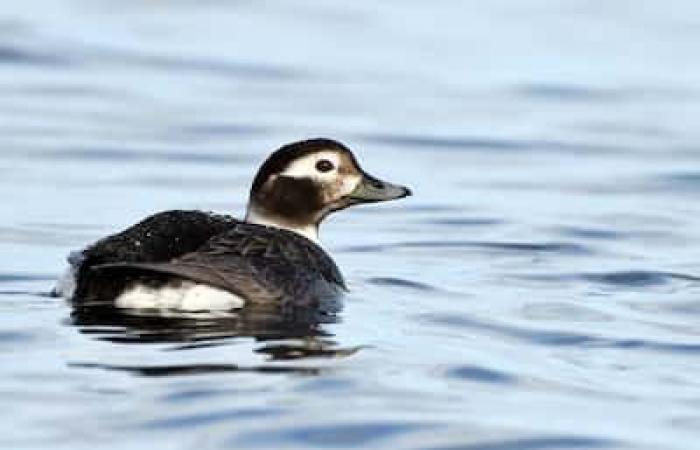 El censo más grande de América del Norte: ¿irás a observar aves en estas fiestas?