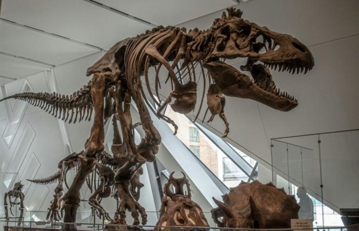 Subasta de fósiles de dinosaurios por 12,4 millones de libras