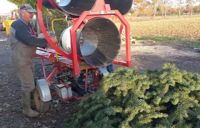 Perpetúa el espíritu navideño con sus árboles producidos en Tarn-et-Garonne