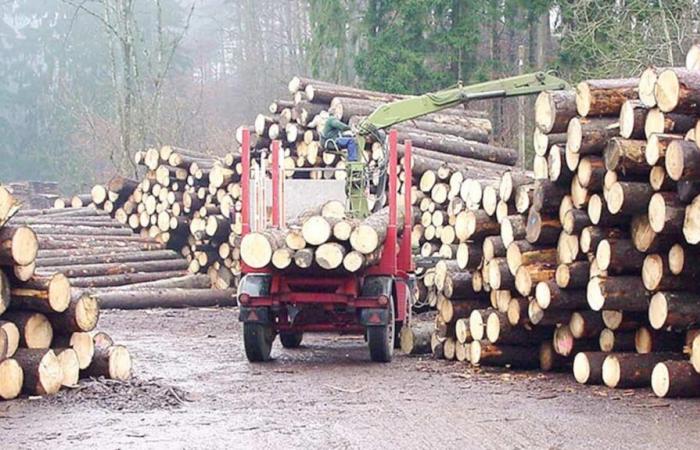 Es necesaria una investigación para revelar los vínculos entre la industria forestal y el gobierno de Quebec