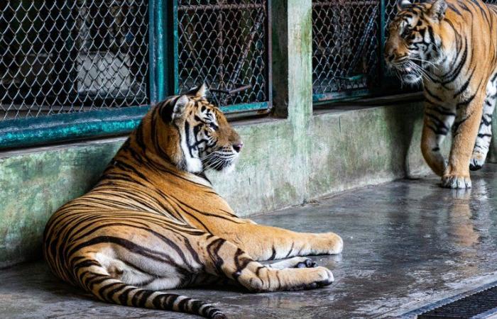 Miles los separó: ¿cómo la historia de amor entre dos felinos hizo posible la reintroducción de los tigres siberianos en Rusia?