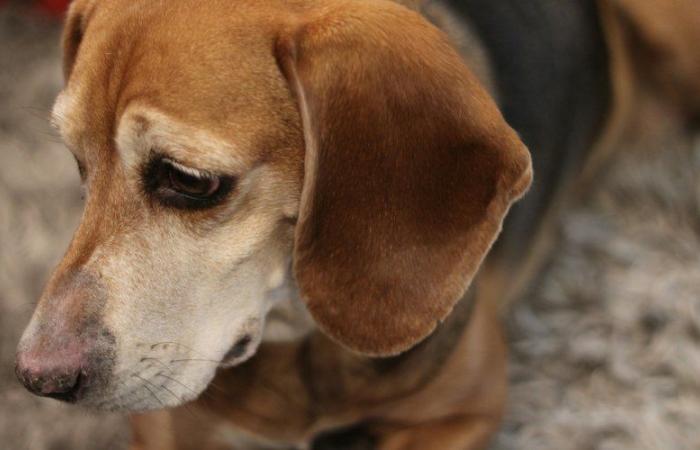 FOTOS. Una “casa del horror” en Charente-Maritime: 32 perros “esqueléticos” y gravemente enfermos encontrados abandonados