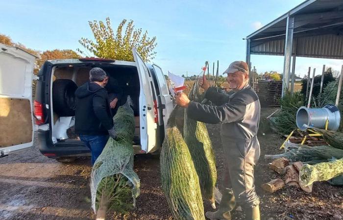 Perpetúa el espíritu navideño con sus árboles producidos en Tarn-et-Garonne