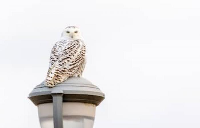 El censo más grande de América del Norte: ¿irás a observar aves en estas fiestas?