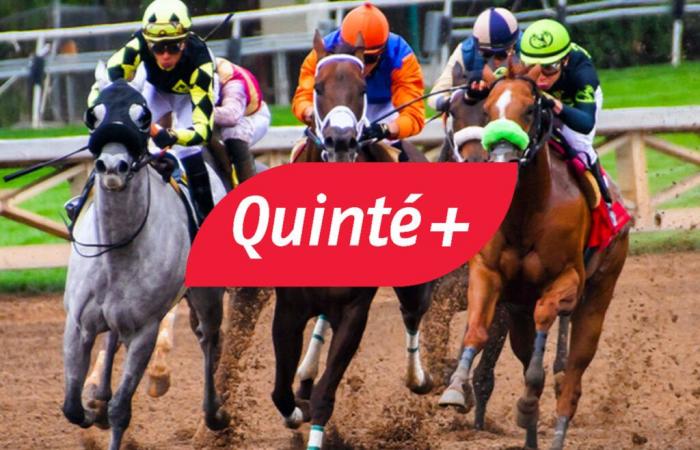 Predicción Quinté+ para el domingo 15 de diciembre en Vincennes: Premio Jean Dumouch