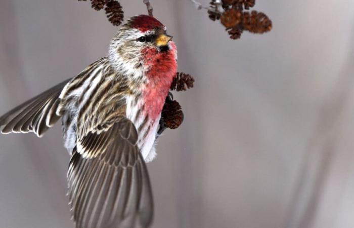 El censo más grande de América del Norte: ¿irás a observar aves en estas fiestas?