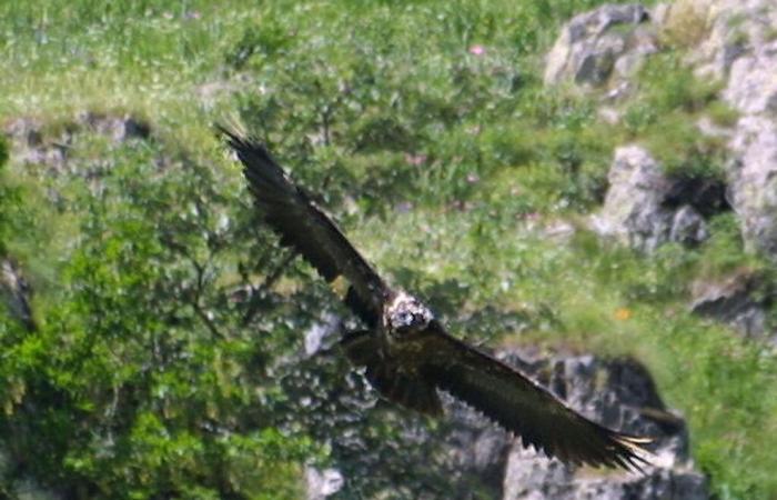 “Aves extraordinarias”: las aves europeas en el punto de mira