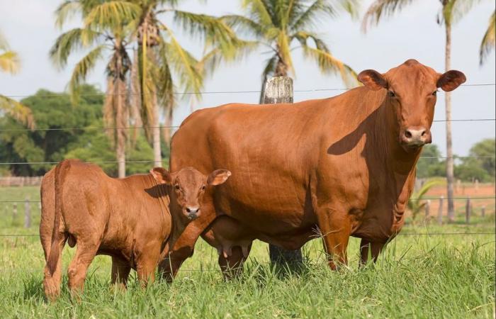 Suiza importa vacas del Caribe, consideradas el ganado del mañana