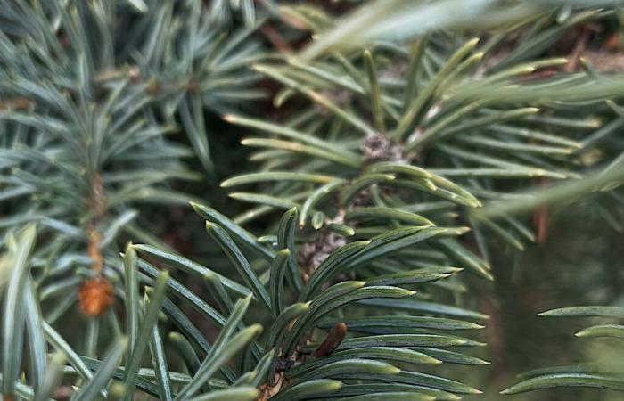 ¿El árbol de Navidad tiene espinas o agujas?