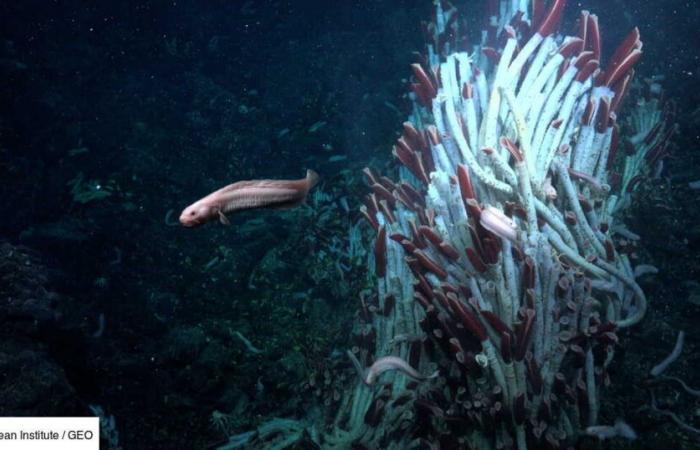 Gusanos gigantes pululan bajo la superficie de la tierra, en las grandes profundidades del mar