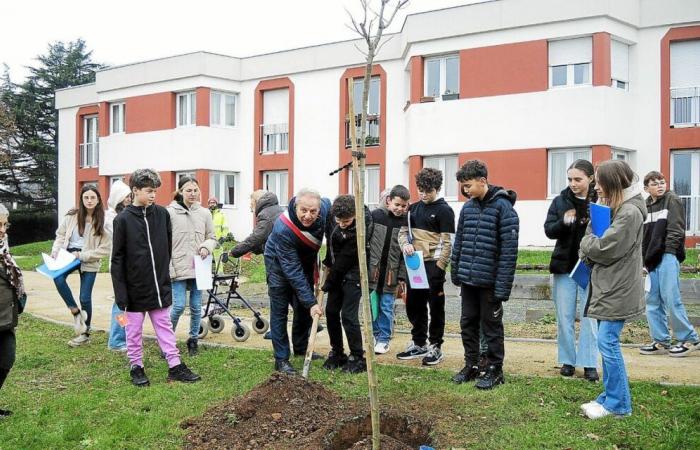 Estudiantes de secundaria plantan una albizia en Genêts d’Or en Plouha