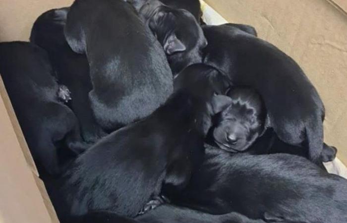 La gran historia del día: 13 cachorros descubiertos en una caja, vienen voluntarios de varios departamentos para adoptarlos antes de que sea demasiado tarde