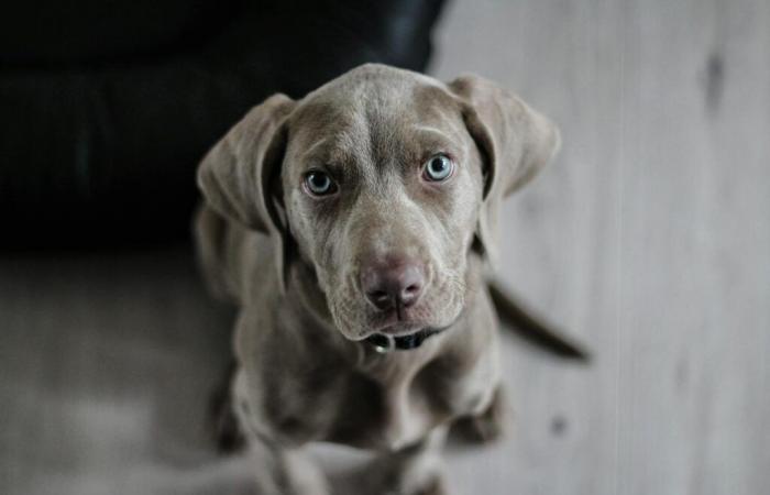 La amistad entre humanos y perros se remonta incluso a más tiempo de lo que se pensaba