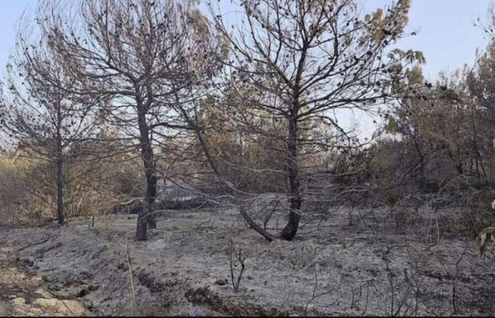 ¿Cuál es el coste medioambiental de la guerra en el Líbano?