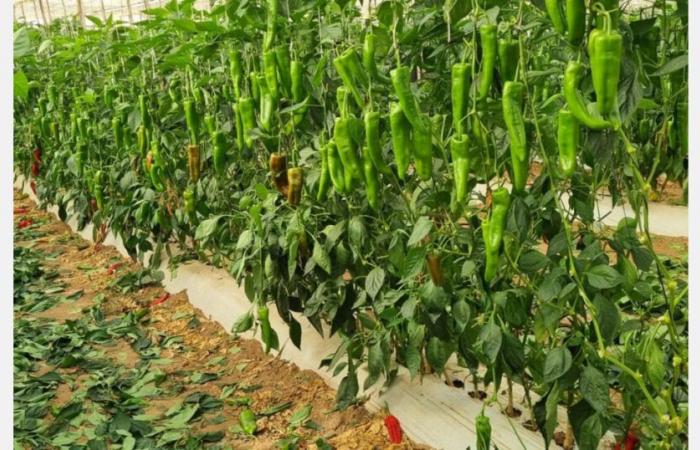 El frío en Marruecos reduce la producción de pimiento