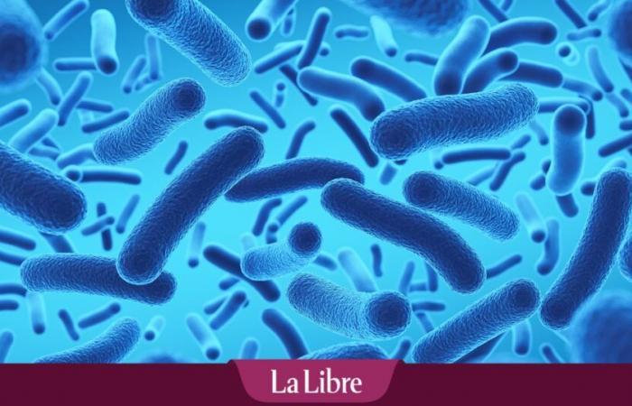 “La amenaza de la que hablamos no tiene precedentes”: ¿cuál es la “bacteria espejo” que representa un riesgo mortal para los humanos?