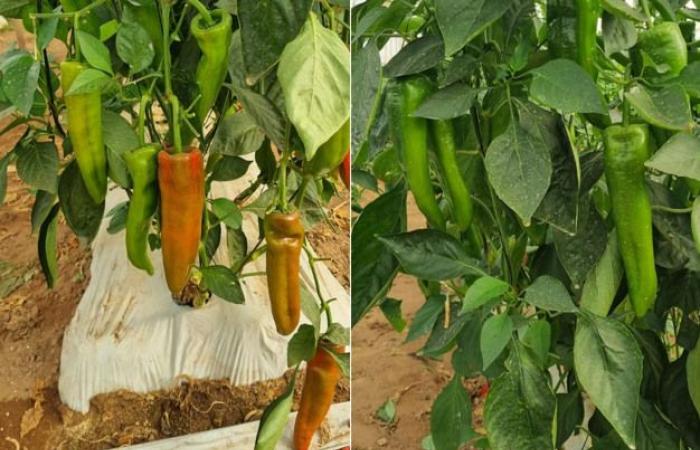 El frío en Marruecos reduce la producción de pimiento