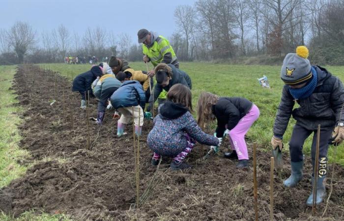 En Tallud, los niños plantaron 190 metros de setos.