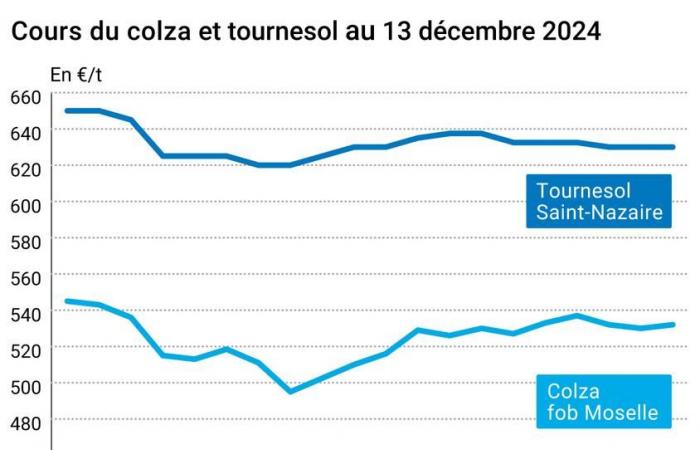 COTidienne | Semillas oleaginosas: notable aumento de los precios de la colza en febrero, otros plazos muestran ligeros avances