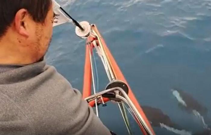 las bellas imágenes de cetáceos acompañando el barco de Jingkun Xu