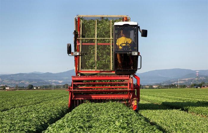 reportaje en Parma, en el corazón de la elaboración del pesto