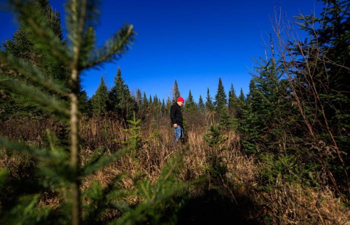 El bosque verde del señor Tremblay