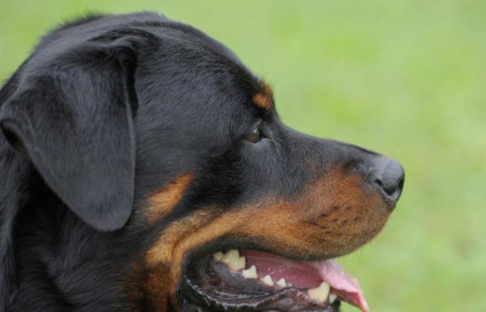 Ataque de ZH Rottweiler: denuncias penales contra el propietario