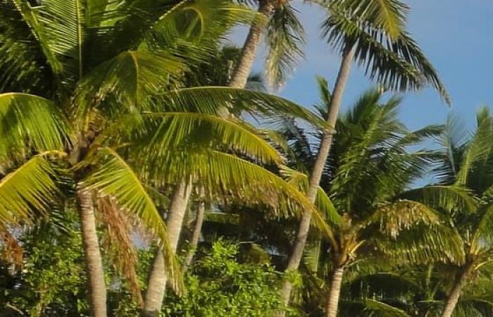 Hombre estadounidense condenado por asesinar a su esposa durante su luna de miel en Fiji