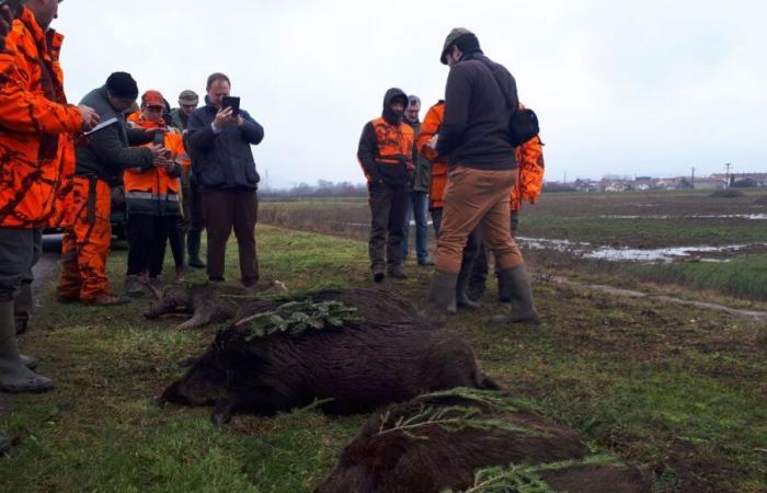 Côte-d’Or: una gran caza de jabalí organizada el viernes 20 de diciembre en la meseta de Chenôve