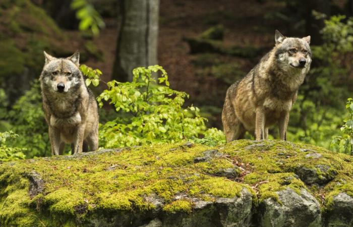 Población de lobos en Francia: el comunicado de prensa oficial y nuestro análisis