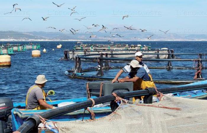 Biodiversidad marina: Marruecos refuerza su papel en la aplicación del Acuerdo BBNJ