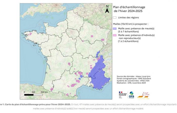 Población de lobos en Francia: el comunicado de prensa oficial y nuestro análisis