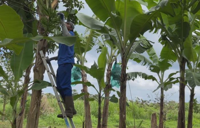 Caída de ingresos, nuevos competidores… la industria bananera se enfrenta a una nueva crisis