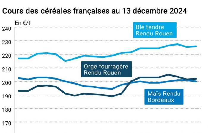 COTidienne | Cereales – El aumento de la cosecha china empuja a la baja los precios mundiales de los cereales