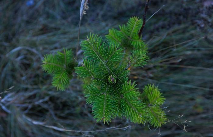 El bosque verde del señor Tremblay