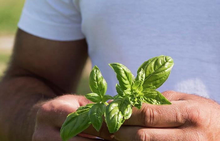 reportaje en Parma, en el corazón de la elaboración del pesto