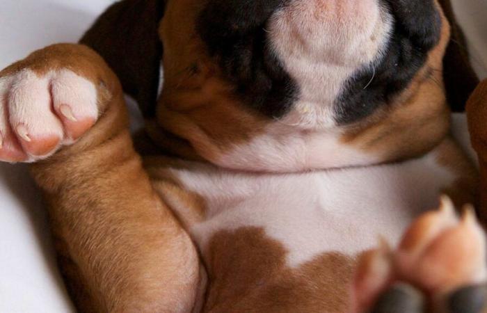 Suiza: Una restricción sobre Anibis impide la adopción de sus cachorros