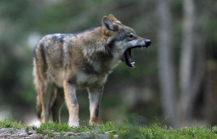 Animales: los Alpes franceses quieren poder matar más lobos