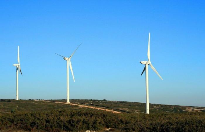 France Nature Environnement lleva a EDF ante los tribunales por la muerte de cientos de halcones al pie de los aerogeneradores de Aumelas