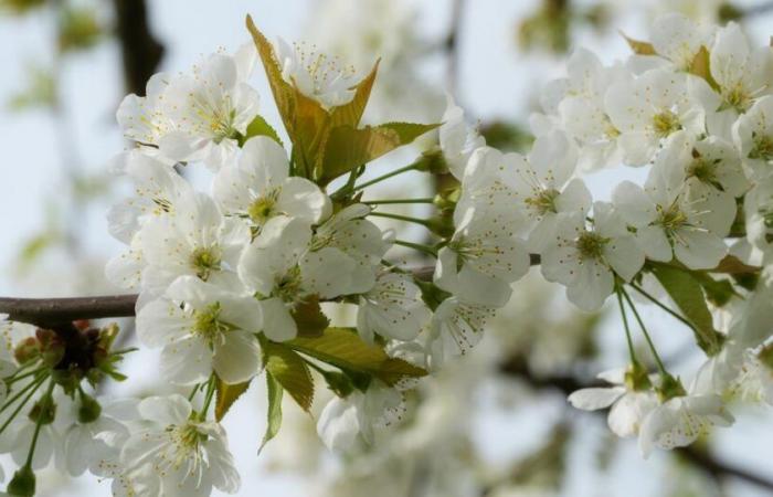 Este árbol particularmente elegante y fácil de cultivar fue elegido planta del año.