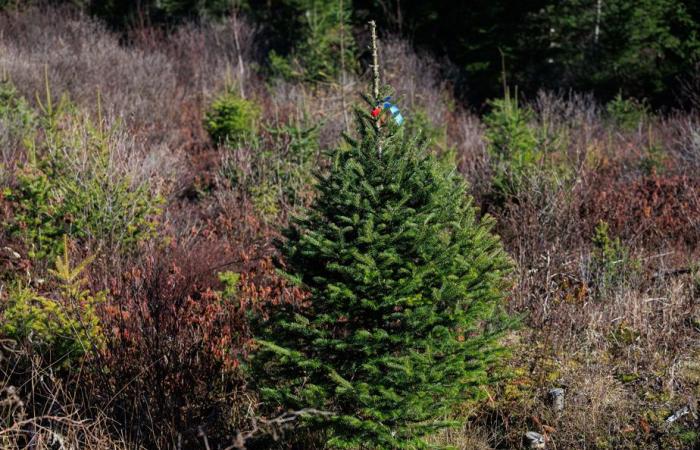 El bosque verde del señor Tremblay