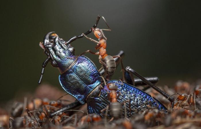 Fotógrafo de vida silvestre del año 2024