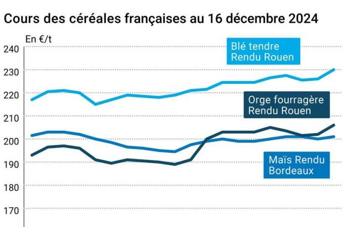 COTidienne | Cereales: la compra saudita de trigo blando respalda los precios del trigo